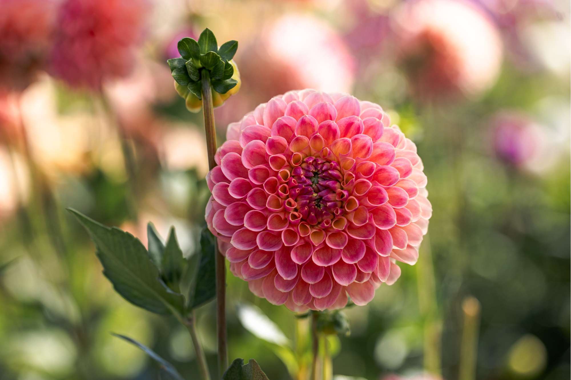 Dahlia Jowey Nicky